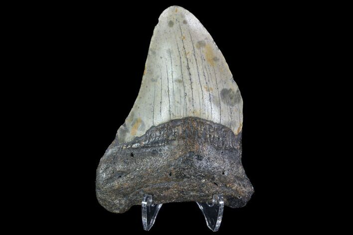 Partial, Megalodon Tooth - North Carolina #91692